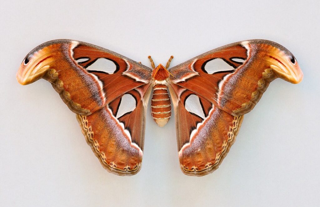 Attacus atlas, lépidoptère parmi les plus grandes envergures d'ailes au monde