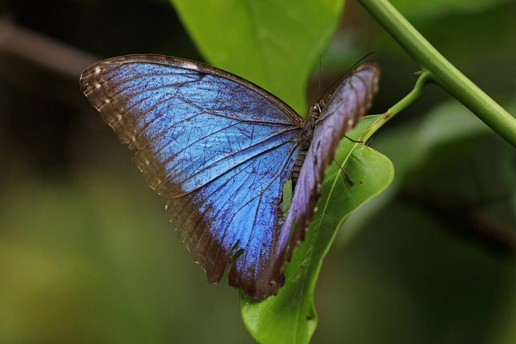 Papillon morpho bleu aux ailes deployees sur une feuille, especes exotiques des serres tropicales